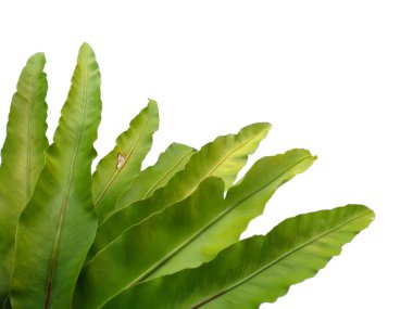 Bird Nest Fern isolated on white background. Asplenium nidus on white background. Plants with green leaves. Green leaf pattern background. Leaves Background or Leaf Background for Decoration. Beautiful and Exotic Leaf. Plant and Tree Background clipart