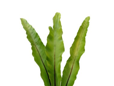 Kuş Yuvası Fern beyaz arka planda izole edildi. Beyaz arka planda Asplenium Nidus. Yeşil yapraklı bitkiler. Yeşil yapraklı arka plan. Dekorasyon için Arkaplan ya da Yaprak Arkaplanı 'nı bırakır. Güzel ve Egzotik Yaprak. Bitki ve Ağaç Arkaplanı