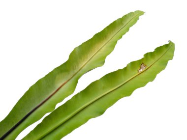 Kuş Yuvası Fern beyaz arka planda izole edildi. Beyaz arka planda Asplenium Nidus. Yeşil yapraklı bitkiler. Yeşil yapraklı arka plan. Dekorasyon için Arkaplan ya da Yaprak Arkaplanı 'nı bırakır. Güzel ve Egzotik Yaprak. Bitki ve Ağaç Arkaplanı