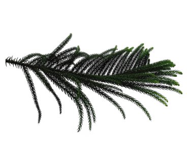 Yeşil yaprak beyaz arkaplanda izole edilmiş. Beyaz arka planda çam yaprağı ya da Norfolk adası yaprağı. Dekorasyon için Arkaplan ya da Yaprak Arkaplanı 'nı bırakır. Güzel ve Egzotik Yaprak. Bitki Arkaplanı ve Ağaç Arkaplanı. Bahçedeki Bitkiler