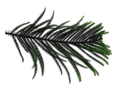 Yeşil yaprak beyaz arkaplanda izole edilmiş. Beyaz arka planda çam yaprağı ya da Norfolk adası yaprağı. Dekorasyon için Arkaplan ya da Yaprak Arkaplanı 'nı bırakır. Güzel ve Egzotik Yaprak. Bitki Arkaplanı ve Ağaç Arkaplanı. Bahçedeki Bitkiler