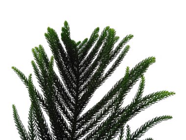 Yeşil yaprak beyaz arkaplanda izole edilmiş. Beyaz arka planda çam yaprağı ya da Norfolk adası yaprağı. Dekorasyon için Arkaplan ya da Yaprak Arkaplanı 'nı bırakır. Güzel ve Egzotik Yaprak. Bitki Arkaplanı ve Ağaç Arkaplanı. Bahçedeki Bitkiler