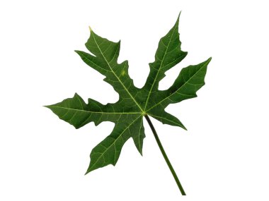 Knidoscolus aconitifolius yaprağı beyaz arka planda izole edilmiş. Beyaz arka planda yeşil yaprak ya da yeşil yapraklar. Dekorasyon için Arkaplan ya da Yaprak Arkaplanı 'nı bırakır. Güzel ve Egzotik Yaprak. Bitki Arkaplanı ve Ağaç Arkaplanı