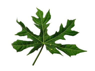 Knidoscolus aconitifolius yaprağı beyaz arka planda izole edilmiş. Beyaz arka planda yeşil yaprak ya da yeşil yapraklar. Dekorasyon için Arkaplan ya da Yaprak Arkaplanı 'nı bırakır. Güzel ve Egzotik Yaprak. Bitki Arkaplanı ve Ağaç Arkaplanı