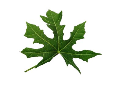 Knidoscolus aconitifolius yaprağı beyaz arka planda izole edilmiş. Beyaz arka planda yeşil yaprak ya da yeşil yapraklar. Dekorasyon için Arkaplan ya da Yaprak Arkaplanı 'nı bırakır. Güzel ve Egzotik Yaprak. Bitki Arkaplanı ve Ağaç Arkaplanı