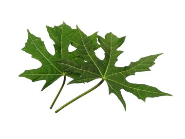 Knidoscolus aconitifolius yaprağı beyaz arka planda izole edilmiş. Beyaz arka planda yeşil yaprak ya da yeşil yapraklar. Dekorasyon için Arkaplan ya da Yaprak Arkaplanı 'nı bırakır. Güzel ve Egzotik Yaprak. Bitki Arkaplanı ve Ağaç Arkaplanı