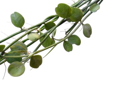 Beyaz arka planda asılı ev bitkisi. Beyaz arka planda yeşil bitki asılı. Dekorasyon için Arkaplan ya da Yaprak Arkaplanı 'nı bırakır. Güzel ve Egzotik Yaprak. Bitki Arkaplanı ve Ağaç Arkaplanı. Bahçedeki Bitkiler