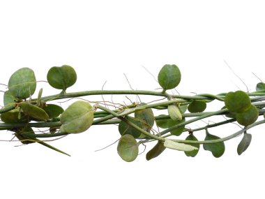 Beyaz arka planda asılı ev bitkisi. Beyaz arka planda yeşil bitki asılı. Dekorasyon için Arkaplan ya da Yaprak Arkaplanı 'nı bırakır. Güzel ve Egzotik Yaprak. Bitki Arkaplanı ve Ağaç Arkaplanı. Bahçedeki Bitkiler