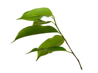 Banyan yaprakları ya da banyan yaprakları beyaz arka planda yalıtılmış. Beyaz arka planda Banyan bitkisi ya da banyan ağacı. Dekorasyon için Arkaplan ya da Yaprak Arkaplanı 'nı bırakır. Güzel ve Egzotik Yaprak. Bitki Arkaplanı ve Ağaç Arkaplanı. Bahçedeki Bitkiler