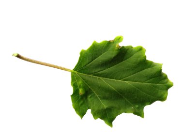 Şeytan 'ın trompet yaprakları ya da beyaz arka planda izole edilmiş datura metel yaprakları. Beyaz arka planda yeşil yaprak ya da yeşil yapraklar. Dekorasyon için Arkaplan ya da Yaprak Arkaplanı 'nı bırakır. Güzel ve Egzotik Yaprak. Bitki Arkaplanı ve Ağaç Arkaplanı
