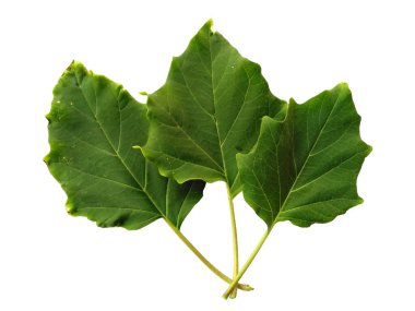 Şeytan 'ın trompet yaprakları ya da beyaz arka planda izole edilmiş datura metel yaprakları. Beyaz arka planda yeşil yaprak ya da yeşil yapraklar. Dekorasyon için Arkaplan ya da Yaprak Arkaplanı 'nı bırakır. Güzel ve Egzotik Yaprak. Bitki Arkaplanı ve Ağaç Arkaplanı