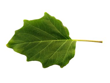 Şeytan 'ın trompet yaprakları ya da beyaz arka planda izole edilmiş datura metel yaprakları. Beyaz arka planda yeşil yaprak ya da yeşil yapraklar. Dekorasyon için Arkaplan ya da Yaprak Arkaplanı 'nı bırakır. Güzel ve Egzotik Yaprak. Bitki Arkaplanı ve Ağaç Arkaplanı