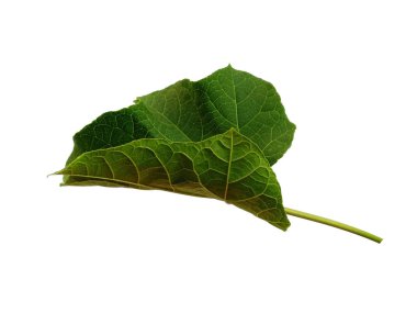 Beyaz arka planda yeşil yaprak. Yeşil yapraklı ağaç. Bitkinin adı Ricinus Communis. Dekorasyon için Arkaplan ya da Yaprak Arkaplanı 'nı bırakır. Güzel ve Egzotik Yaprak. Bitki Arkaplanı ve Ağaç Arkaplanı. Bahçedeki Bitkiler