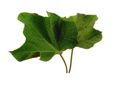 Beyaz arka planda yeşil yaprak. Yeşil yapraklı ağaç. Bitkinin adı Ricinus Communis. Dekorasyon için Arkaplan ya da Yaprak Arkaplanı 'nı bırakır. Güzel ve Egzotik Yaprak. Bitki Arkaplanı ve Ağaç Arkaplanı. Bahçedeki Bitkiler