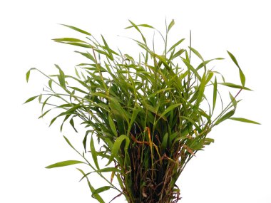 Beyaz arka planda yeşil çimenler. Beyaz arka planda yeşil yapraklar var. Dekorasyon için Arkaplan ya da Yaprak Arkaplanı 'nı bırakır. Güzel ve Egzotik Yaprak. Bitki Arkaplanı ve Ağaç Arkaplanı. Bahçedeki Bitkiler