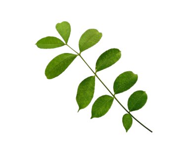 Cemcem yaprakları beyaz arkaplanda yalıtılmış. Beyaz arka planda yeşil yaprak ya da yeşil yapraklar. Dekorasyon için Arkaplan ya da Yaprak Arkaplanı 'nı bırakır. Güzel ve Egzotik Yaprak. Bitki Arkaplanı ve Ağaç Arkaplanı. Bahçedeki Bitkiler