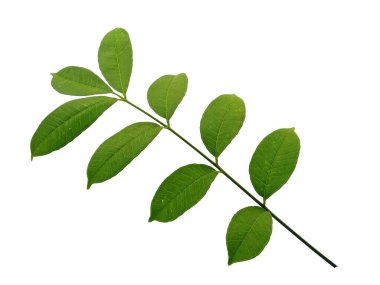 Cemcem yaprakları beyaz arkaplanda yalıtılmış. Beyaz arka planda yeşil yaprak ya da yeşil yapraklar. Dekorasyon için Arkaplan ya da Yaprak Arkaplanı 'nı bırakır. Güzel ve Egzotik Yaprak. Bitki Arkaplanı ve Ağaç Arkaplanı. Bahçedeki Bitkiler