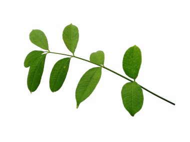 Cemcem yaprakları beyaz arkaplanda yalıtılmış. Beyaz arka planda yeşil yaprak ya da yeşil yapraklar. Dekorasyon için Arkaplan ya da Yaprak Arkaplanı 'nı bırakır. Güzel ve Egzotik Yaprak. Bitki Arkaplanı ve Ağaç Arkaplanı. Bahçedeki Bitkiler