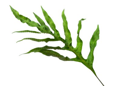 Yeşil yaprak dokusu. Beyaz arka planda yeşil yapraklar var. Yeşil yapraklı Phlebodium aureum Fabrikaları. Yeşil yapraklı arka plan. Dekorasyon için Arkaplan ya da Yaprak Arkaplanı 'nı bırakır. Güzel ve Egzotik Yaprak. Bitki ve Ağaç Arkaplanı