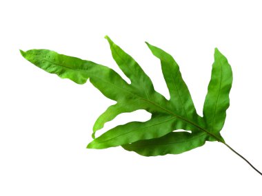 Yeşil yaprak dokusu. Beyaz arka planda yeşil yapraklar var. Yeşil yapraklı Phlebodium aureum Fabrikaları. Yeşil yapraklı arka plan. Dekorasyon için Arkaplan ya da Yaprak Arkaplanı 'nı bırakır. Güzel ve Egzotik Yaprak. Bitki ve Ağaç Arkaplanı