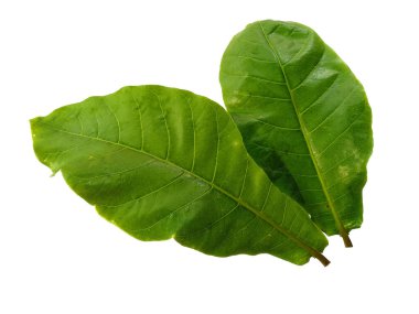 Beyaz arka planda izole edilmiş deniz badem yaprakları ya da terminaldeki katappa yaprakları. Beyaz arka planda yeşil yaprak ya da yeşil yapraklar. Dekorasyon için Arkaplan ya da Yaprak Arkaplanı 'nı bırakır. Güzel ve Egzotik Yaprak. Bitki Arkaplanı ve Ağaç Arkaplanı