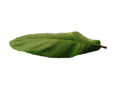 Sea almond leaves or terminalia catappa leaf Isolated on white background. Green leaf or green leaves on white background. Leaves Background or Leaf Background for Decoration. Beautiful and Exotic Leaf. Plant Background and Tree Background clipart