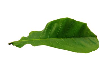 Beyaz arka planda izole edilmiş deniz badem yaprakları ya da terminaldeki katappa yaprakları. Beyaz arka planda yeşil yaprak ya da yeşil yapraklar. Dekorasyon için Arkaplan ya da Yaprak Arkaplanı 'nı bırakır. Güzel ve Egzotik Yaprak. Bitki Arkaplanı ve Ağaç Arkaplanı