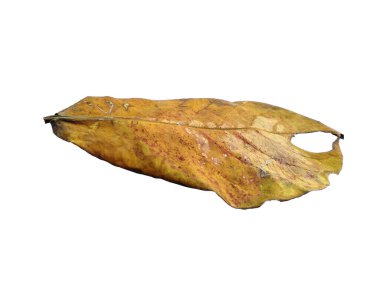 Beyaz arka planda izole edilmiş deniz badem yaprakları ya da terminaldeki katappa yaprakları. Beyaz arka planda yeşil yaprak ya da yeşil yapraklar. Dekorasyon için Arkaplan ya da Yaprak Arkaplanı 'nı bırakır. Güzel ve Egzotik Yaprak. Bitki Arkaplanı ve Ağaç Arkaplanı