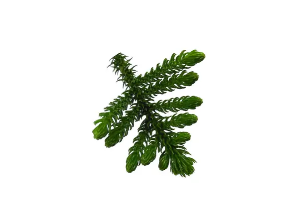 stock image Green leaf isolated on white background. Hoop pine leaves or norfolk island pine leaf on white background. Leaves Background or Leaf Background for Decoration. Beautiful and Exotic Leaf. Plant Background and Tree Background. Plants in Garden