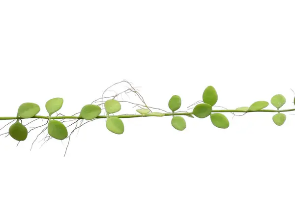 Huis Plant Opknoping Witte Achtergrond Groene Plant Opknoping Geïsoleerd Witte — Stockfoto