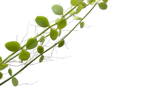 Домашнее Растение Белом Фоне Зеленое Растение Висит Изолированным Белом Фоне — стоковое фото