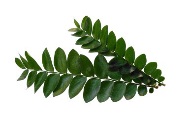 Yeşil bitki ya da yeşil ağaç beyaz arka planda izole edilmiş. Beyaz arka planda yeşil yaprak ya da yeşil yapraklar. Dekorasyon için Arkaplan ya da Yaprak Arkaplanı 'nı bırakır. Güzel ve Egzotik Yaprak. Bitki Arkaplanı ve Ağaç Arkaplanı. Bahçedeki Bitkiler