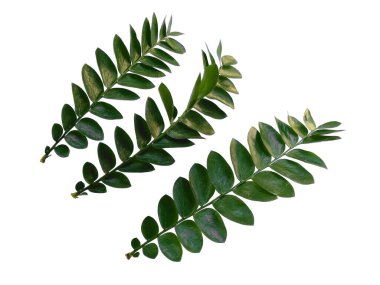 Yeşil bitki ya da yeşil ağaç beyaz arka planda izole edilmiş. Beyaz arka planda yeşil yaprak ya da yeşil yapraklar. Dekorasyon için Arkaplan ya da Yaprak Arkaplanı 'nı bırakır. Güzel ve Egzotik Yaprak. Bitki Arkaplanı ve Ağaç Arkaplanı. Bahçedeki Bitkiler