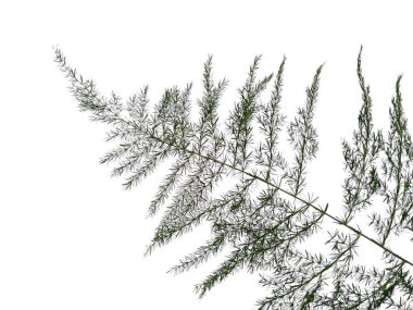 Yeşil yaprak dokusu. Beyaz arka planda yeşil yapraklar var. Yeşil yapraklı bitkiler. Yeşil yapraklı arka plan. Dekorasyon için Arkaplan ya da Yaprak Arkaplanı 'nı bırakır. Güzel ve Egzotik Yaprak. Bitki Arkaplanı ve Ağaç Arkaplanı