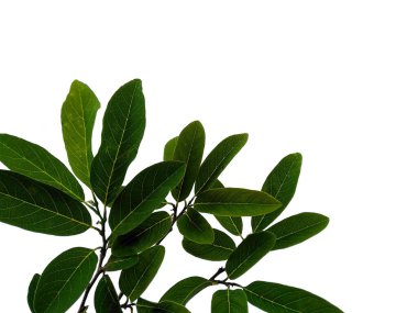 Beyaz arka planda elma yaprağı şekeri. Yeşil yapraklı ağaç. Bitkinin adı Annona Squamosa. Dekorasyon için Arkaplan ya da Yaprak Arkaplanı 'nı bırakır. Güzel ve Egzotik Yaprak. Bitki Arkaplanı ve Ağaç Arkaplanı. Bahçedeki Bitkiler