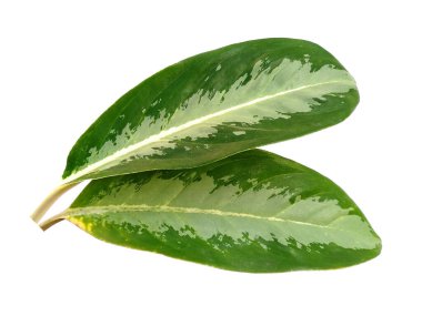 Beyaz arka planda yeşil yaprak. Yeşil yapraklı ağaç. Tesisin adı Aglaonema Commutatum. Dekorasyon için Arkaplan ya da Yaprak Arkaplanı 'nı bırakır. Güzel ve Egzotik Yaprak. Bitki Arkaplanı ve Ağaç Arkaplanı. Bahçedeki Bitkiler