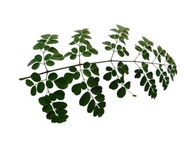 Yeşil yaprak beyaz arkaplanda izole edilmiş. Moringa oleifera yaprakları ya da beyaz arka planda but ağacı. Dekorasyon için Arkaplan ya da Yaprak Arkaplanı 'nı bırakır. Güzel ve Egzotik Yaprak. Bitki Arkaplanı ve Ağaç Arkaplanı. Bahçedeki Bitkiler