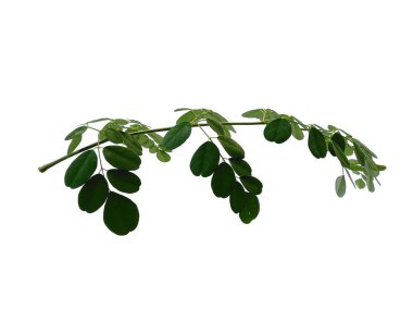 Yeşil yaprak beyaz arkaplanda izole edilmiş. Moringa oleifera yaprakları ya da beyaz arka planda but ağacı. Dekorasyon için Arkaplan ya da Yaprak Arkaplanı 'nı bırakır. Güzel ve Egzotik Yaprak. Bitki Arkaplanı ve Ağaç Arkaplanı. Bahçedeki Bitkiler