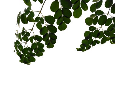 Yeşil yaprak beyaz arkaplanda izole edilmiş. Moringa oleifera yaprakları ya da beyaz arka planda but ağacı. Dekorasyon için Arkaplan ya da Yaprak Arkaplanı 'nı bırakır. Güzel ve Egzotik Yaprak. Bitki Arkaplanı ve Ağaç Arkaplanı. Bahçedeki Bitkiler