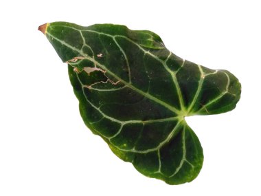 Beyaz arka planda izole edilmiş Anthurium kristallinum yaprağı. Beyaz arka planda yeşil yaprak ya da yeşil yapraklar. Dekorasyon için Arkaplan ya da Yaprak Arkaplanı 'nı bırakır. Güzel ve Egzotik Yaprak. Bitki Arkaplanı ve Ağaç Arkaplanı. Bahçedeki Bitkiler