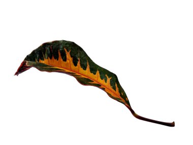 Beyaz arka planda izole edilmiş kodiaeum varyete yaprağı. Beyaz arka planda Codiaeum varyete yaprakları. Yeşil yaprak ya da yeşil yapraklar. Yapraklar birçok renktir. Dekorasyon için Arkaplan ya da Yaprak Arkaplanı 'nı bırakır. Güzel ve Egzotik Yaprak.