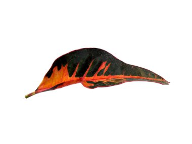 Beyaz arka planda izole edilmiş kodiaeum varyete yaprağı. Beyaz arka planda Codiaeum varyete yaprakları. Yeşil yaprak ya da yeşil yapraklar. Yapraklar birçok renktir. Dekorasyon için Arkaplan ya da Yaprak Arkaplanı 'nı bırakır. Güzel ve Egzotik Yaprak.