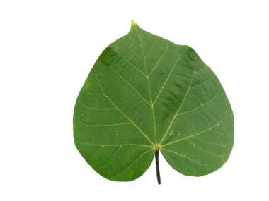 Hibiscus tiliaceus yaprağı beyaz arka planda izole edilmiş. Beyaz arka planda yeşil yaprak ya da yeşil yapraklar. Dekorasyon için Arkaplan ya da Yaprak Arkaplanı 'nı bırakır. Güzel ve Egzotik Yaprak. Bitki Arkaplanı ve Ağaç Arkaplanı. Bahçedeki Bitkiler