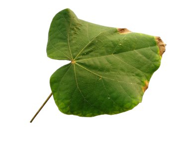 Hibiscus tiliaceus yaprağı beyaz arka planda izole edilmiş. Beyaz arka planda yeşil yaprak ya da yeşil yapraklar. Dekorasyon için Arkaplan ya da Yaprak Arkaplanı 'nı bırakır. Güzel ve Egzotik Yaprak. Bitki Arkaplanı ve Ağaç Arkaplanı. Bahçedeki Bitkiler