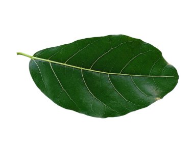 Yeşil bitki ya da yeşil ağaç beyaz arka planda izole edilmiş. Beyaz arka planda yeşil yaprak ya da yeşil yapraklar. Dekorasyon için Arkaplan ya da Yaprak Arkaplanı 'nı bırakır. Güzel ve Egzotik Yaprak. Bitki Arkaplanı ve Ağaç Arkaplanı. Bahçedeki Bitkiler