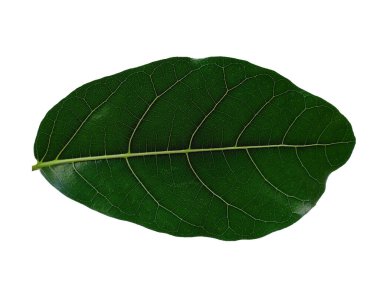 Yeşil bitki ya da yeşil ağaç beyaz arka planda izole edilmiş. Beyaz arka planda yeşil yaprak ya da yeşil yapraklar. Dekorasyon için Arkaplan ya da Yaprak Arkaplanı 'nı bırakır. Güzel ve Egzotik Yaprak. Bitki Arkaplanı ve Ağaç Arkaplanı. Bahçedeki Bitkiler