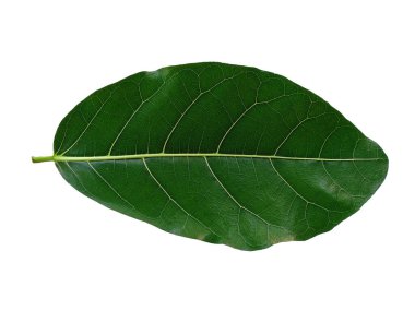 Yeşil bitki ya da yeşil ağaç beyaz arka planda izole edilmiş. Beyaz arka planda yeşil yaprak ya da yeşil yapraklar. Dekorasyon için Arkaplan ya da Yaprak Arkaplanı 'nı bırakır. Güzel ve Egzotik Yaprak. Bitki Arkaplanı ve Ağaç Arkaplanı. Bahçedeki Bitkiler