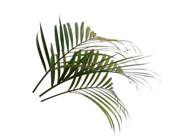 Beyaz arka planda yeşil yapraklar veya yeşil yapraklar. Bambu palmiye yaprakları ya da beyaz arka planda palmiye yaprağı. Dekorasyon için Arkaplan ya da Yaprak Arkaplanı 'nı bırakır. Güzel ve Egzotik Yaprak. Bitki Arkaplanı ve Ağaç Arkaplanı. Bahçedeki Bitkiler