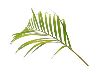 Beyaz arka planda yeşil yapraklar veya yeşil yapraklar. Bambu palmiye yaprakları ya da beyaz arka planda palmiye yaprağı. Dekorasyon için Arkaplan ya da Yaprak Arkaplanı 'nı bırakır. Güzel ve Egzotik Yaprak. Bitki Arkaplanı ve Ağaç Arkaplanı. Bahçedeki Bitkiler