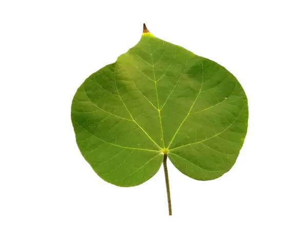 stock image Hibiscus tiliaceus leaf Isolated on white background. Green leaf or green leaves on white background. Leaves Background or Leaf Background for Decoration. Beautiful and Exotic Leaf. Plant Background and Tree Background. Plants in Garden